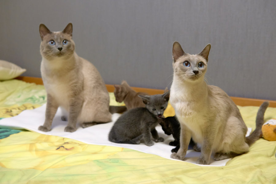 Siamkitten und OKH Kitten aus ThaiMahal